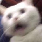 fever233的头像-VAM®克苏恩资源社区