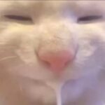 牢大的头像-VAM®克苏恩资源社区