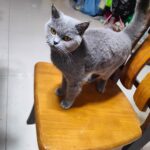 百鬼咒怨的头像-VAM®克苏恩资源社区