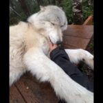 Cardrivercarmen77的头像-VAM®克苏恩资源社区