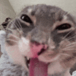 季博常-VAM®克苏恩资源社区